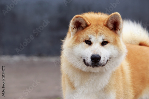 dog breed Akita Inu © deviddo