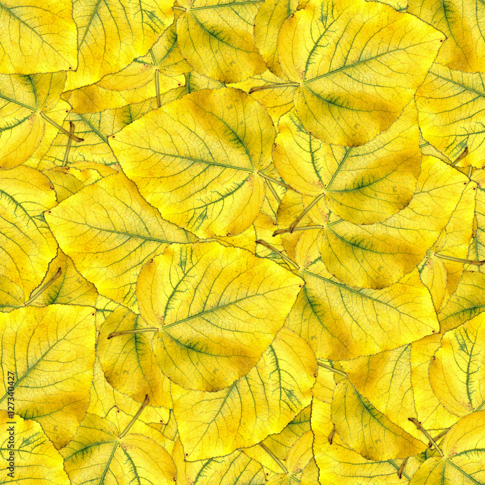 seamless background pattern texture of huge leaves of poplar seamless background pattern texture of huge leaves of poplar