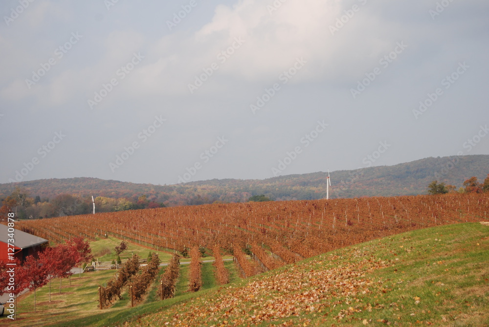 Wine countryside in autumn in America Wine countryside in autumn in America