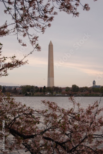 Washington DC cherry blossoms with monuments