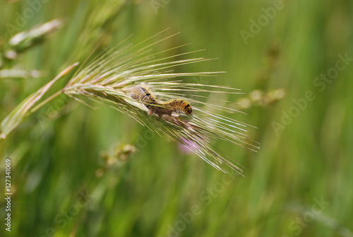 Fauna della Sardegna