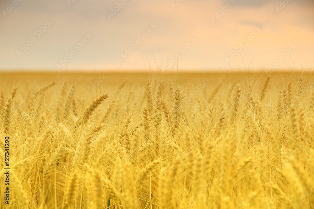 Obraz premium wheat field at the sunset