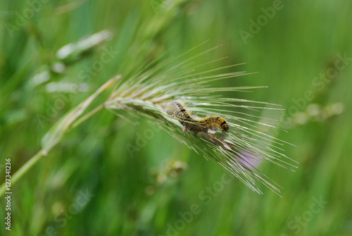 Fauna della Sardegna