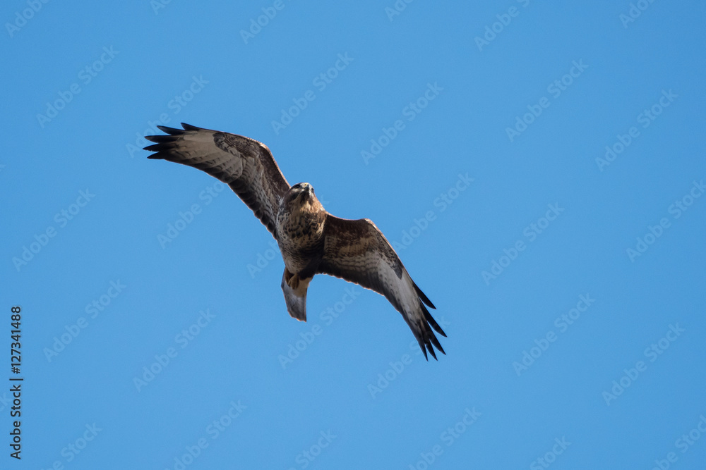 Obraz premium Common Buzzard, Buteo buteo
