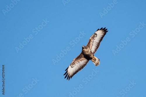 Common Buzzard  Buteo buteo