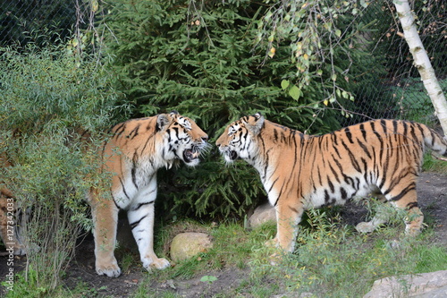 Fototapeta Naklejka Na Ścianę i Meble -  The Tiger