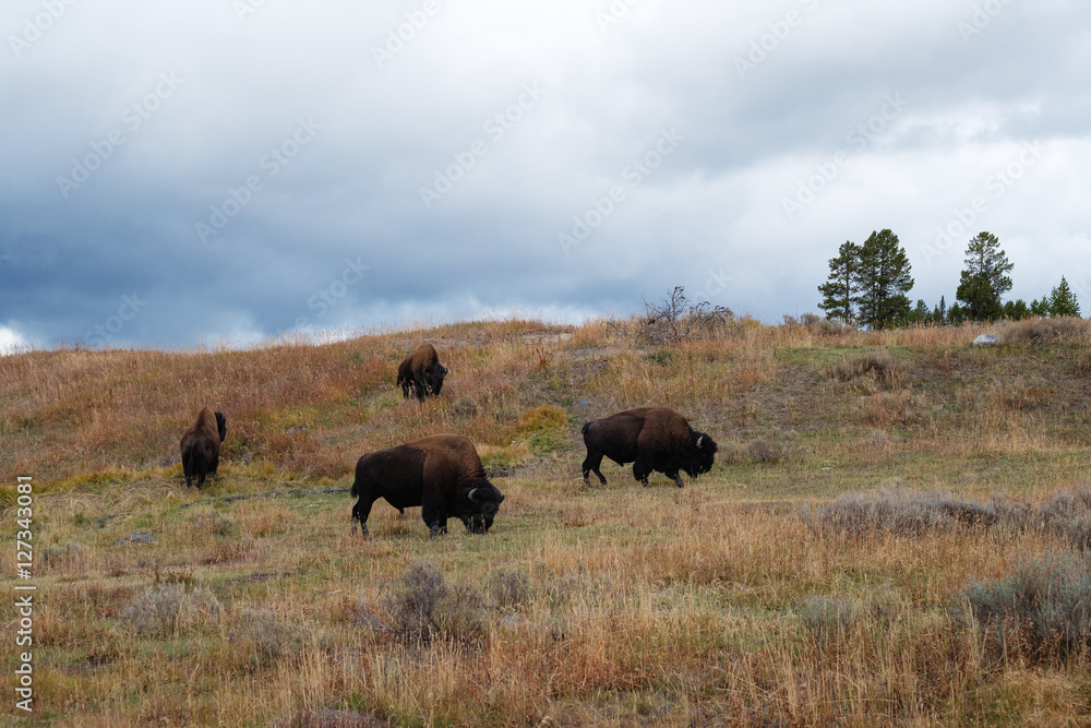 Bison grazing in Yellowstone National Park