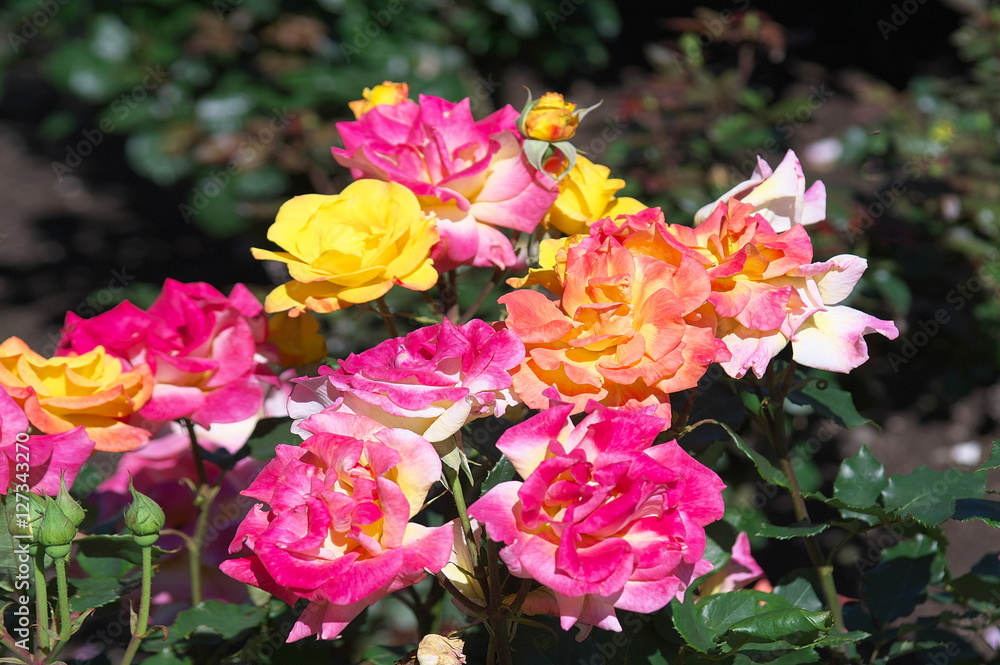 薔薇 薔薇