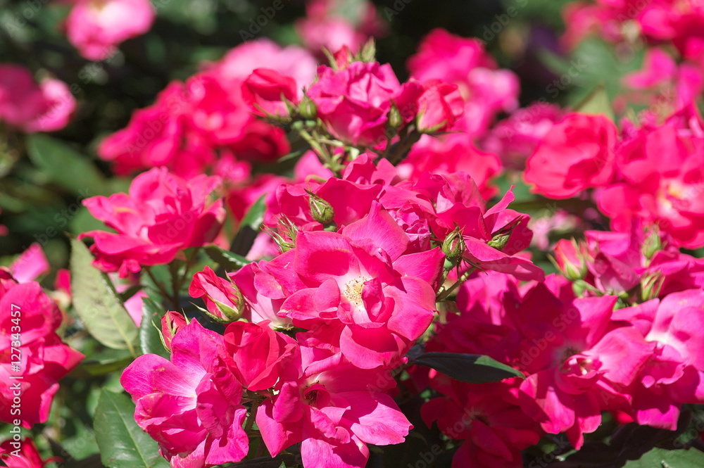 薔薇 薔薇