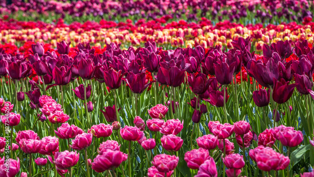 Flower field of colourful tulips in spring. Colorful tulips in the Keukenhof garden, Netherlands. Fresh blooming tulips in the spring garden. Tulip Flower Field. Shallow focus. Beautiful tulips. Flower field of colourful tulips in spring. Colorful tulips in the Keukenhof garden, Netherlands. Fresh blooming tulips in the spring garden. Tulip Flower Field. Shallow focus. Beautiful tulips.
