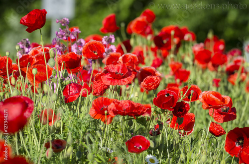 Mohnblumen - Kornblumen - Sommerzeit