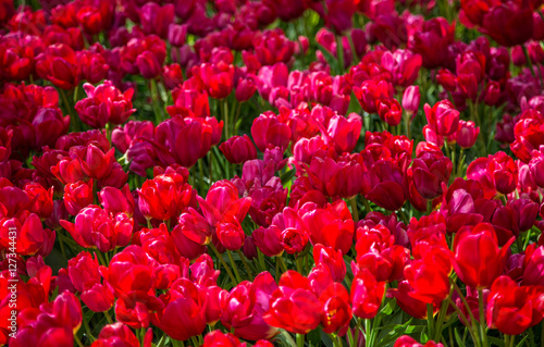 Tulip. Fresh red tulips Glade. Field with red tulips in the netherlands. Red tulips background. Group of red tulips in the park. Spring landscape. Tulip background. Beautiful bouquet of tulips.