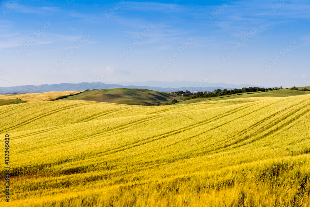 Obraz premium Fields in Tuscany, Italy