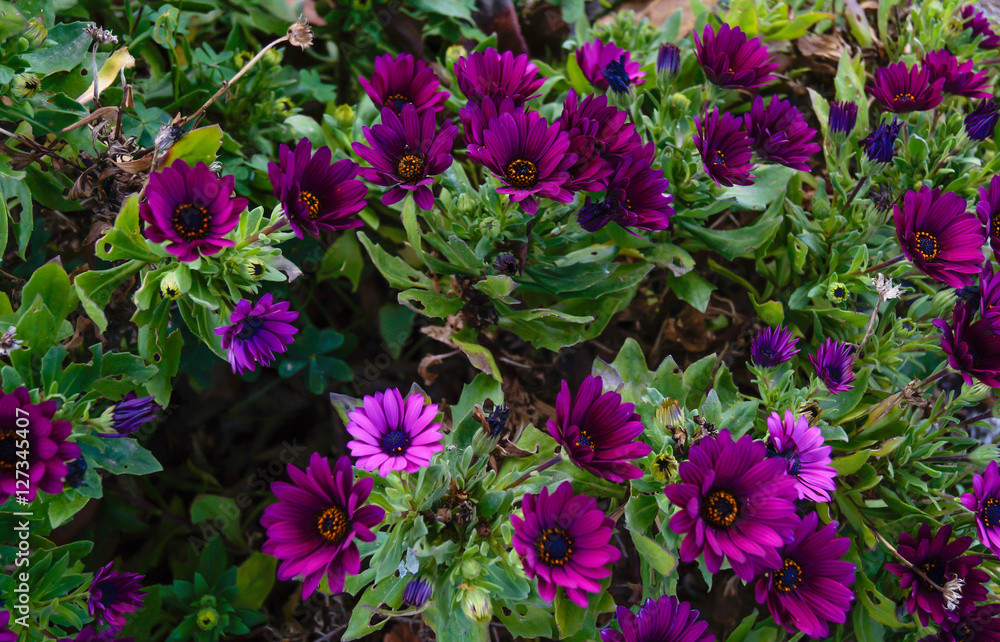 Purple flowers background Purple flowers background
