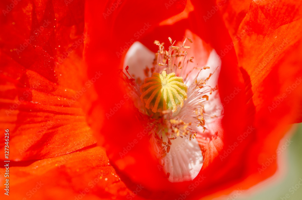Fototapeta premium Mohnblumen - Kornblumen - Sommerzeit