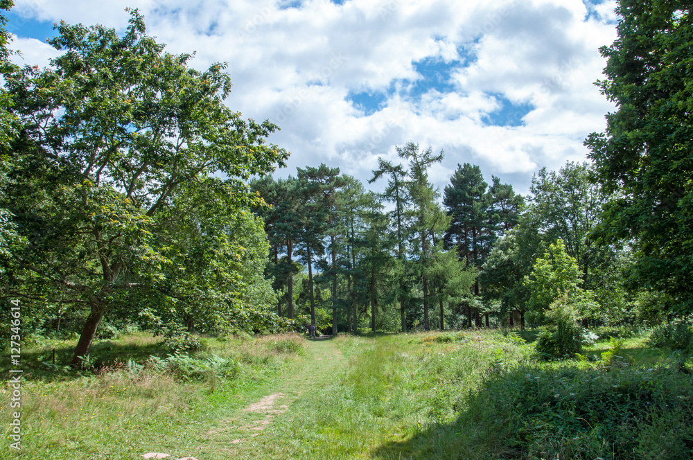 Queens wood country park in the summertime. Queens wood country park in the summertime.