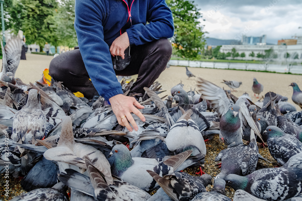 Obraz premium Feeding pigeons