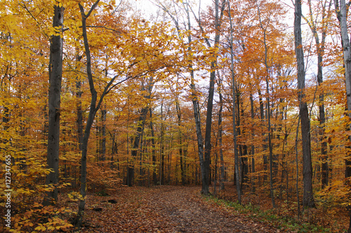 Into the Autumn Woods