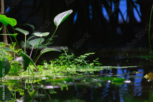 Piece of tropical floral environment - bright green plants and water. Selective focus. reflections.