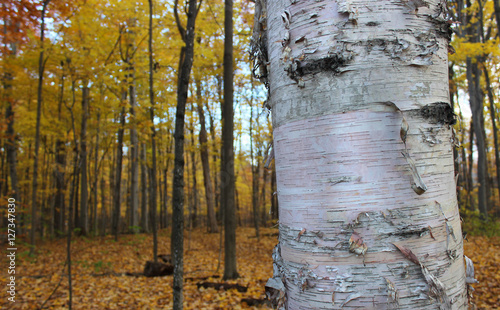 Birch Bark in the Fall