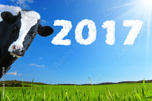 2017 su sfondo con prato e cielo con mucca che guarda photo