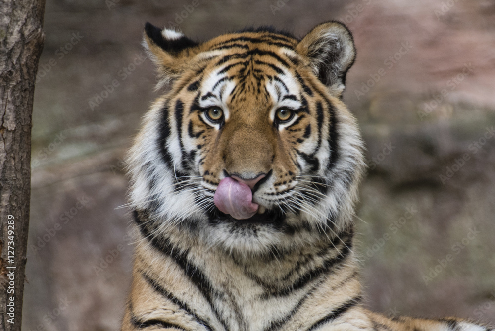 Tiger Tiger
