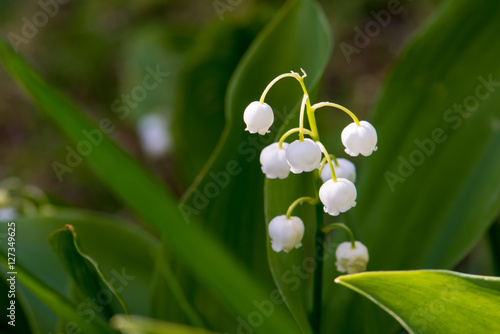 Flower of lily of the valley in natural light