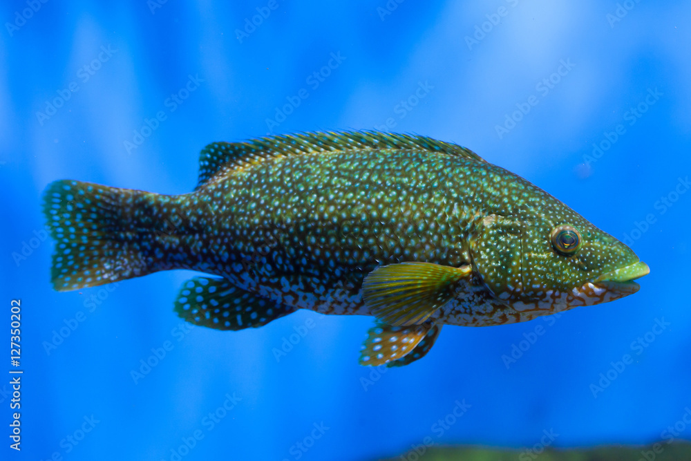 Ballan wrasse (Labrus bergylta).