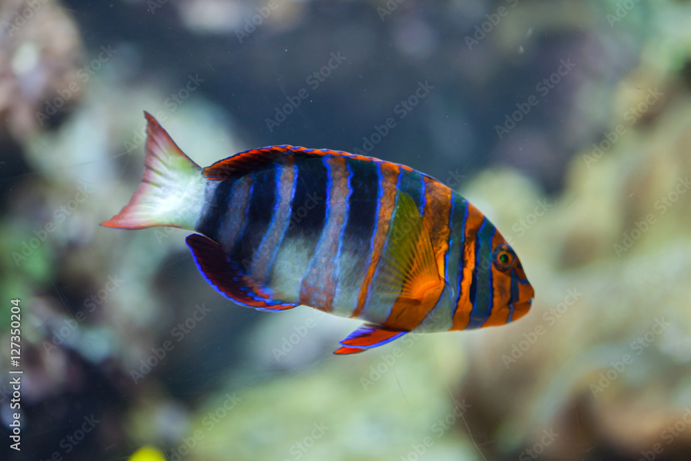 Naklejka premium Harlequin tuskfish (Choerodon fasciatus).