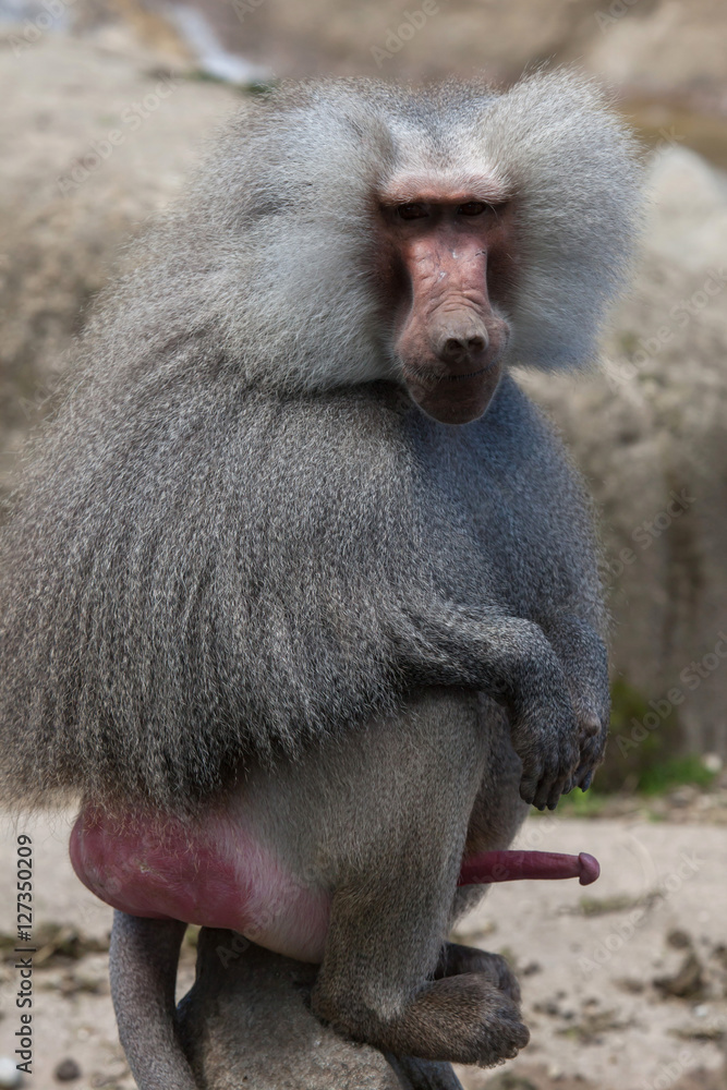 Obraz premium Hamadryas baboon (Papio hamadryas).