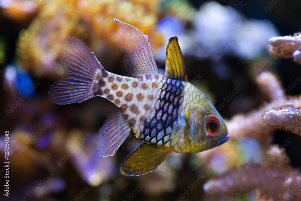 Naklejka premium Pajama cardinalfish (Sphaeramia nematoptera).