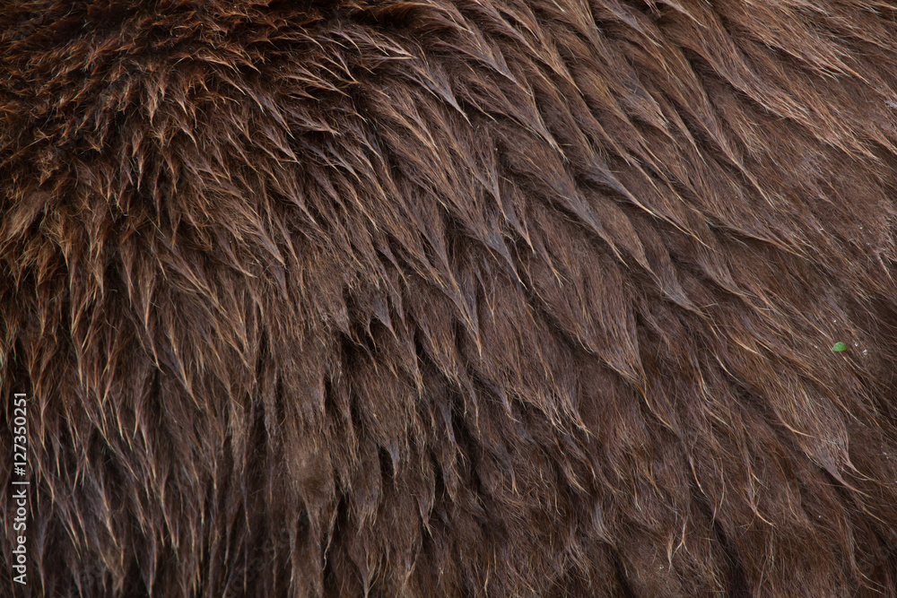Fototapeta premium Mainland grizzly (Ursus arctos horribilis). Skin texture.