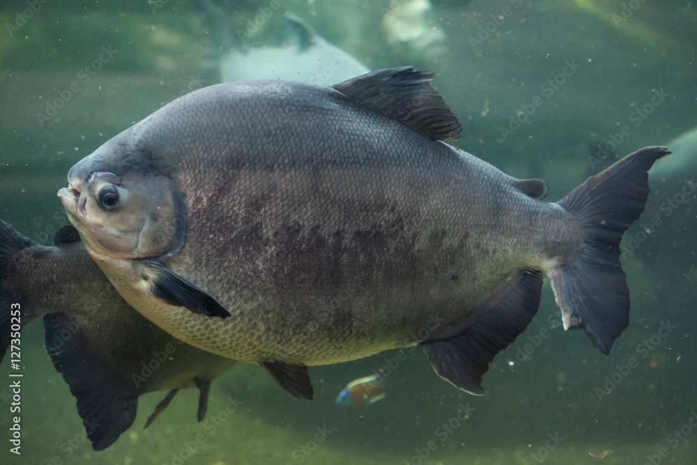 Tambaqui (Colossoma macropomum), also known as the giant pacu.
