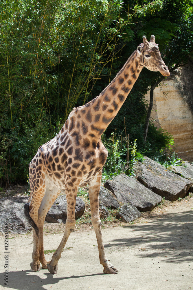 Obraz premium Kordofan giraffe (Giraffa camelopardalis antiquorum)