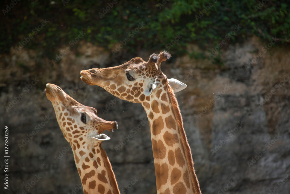 Kordofan giraffe (Giraffa camelopardalis antiquorum) Kordofan giraffe (Giraffa camelopardalis antiquorum)