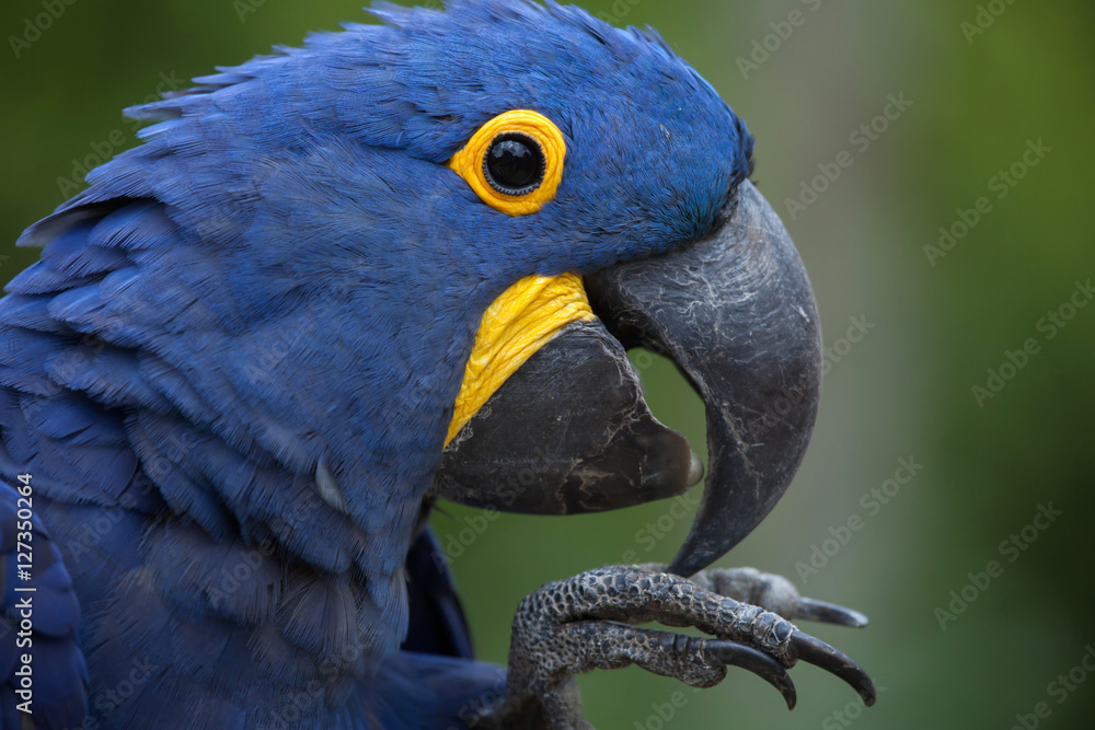 Obraz premium Hiacyntowa ara (Anodorhynchus hyacinthinus).