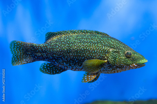 Obraz na płótnie Ballan wrasse (Labrus bergylta). w salonie