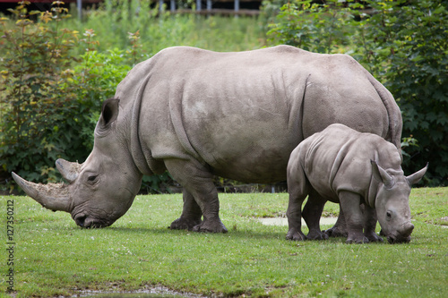 Southern white rhinoceros (Ceratotherium simum simum). © Vladimir Wrangel