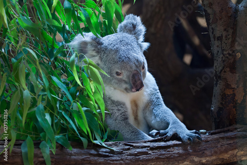 Fototapeta Naklejka Na Ścianę i Meble -  Queensland koala (Phascolarctos cinereus adustus).