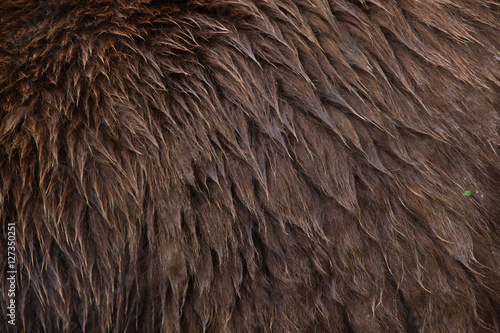 Mainland grizzly (Ursus arctos horribilis). Skin texture.