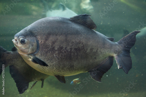 Obraz na płótnie Tambaqui (Colossoma macropomum), also known as the giant pacu. w salonie