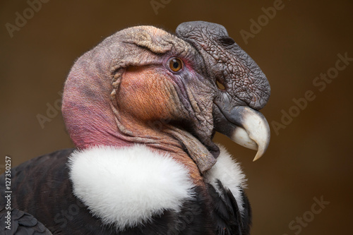 Andean condor (Vultur gryphus).