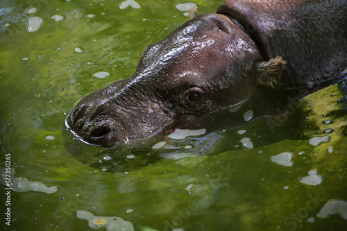 Pygmy hippopotamus (Choeropsis liberiensis).