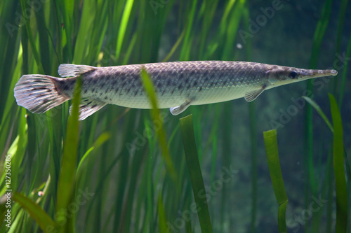 Spotted gar (Lepisosteus oculatus). photo