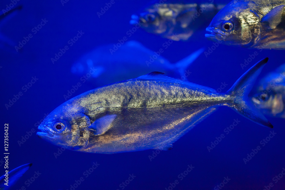 Fototapeta premium Atlantic horse mackerel (Trachurus trachurus).