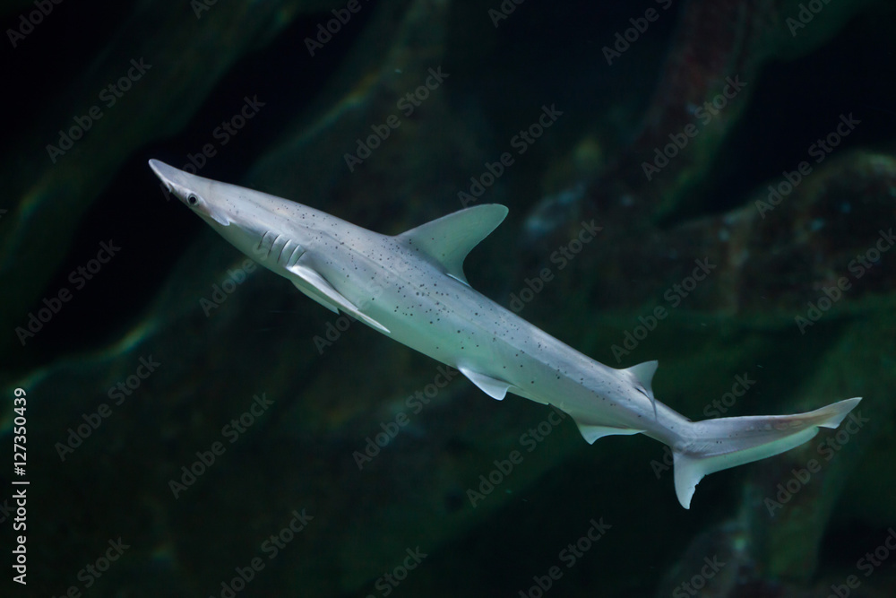 Fototapeta premium Bonnethead shark (Sphyrna tiburo)