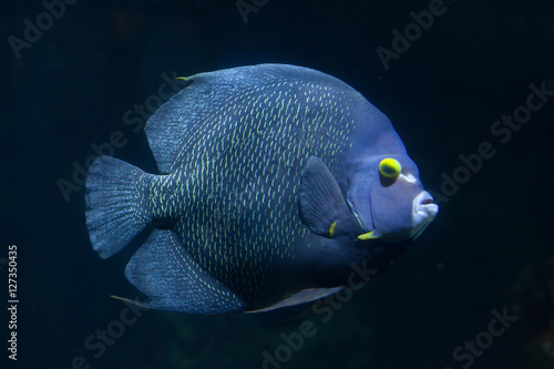 French angelfish (Pomacanthus paru).