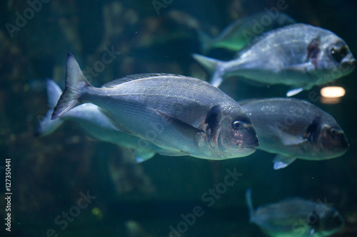 Common two-banded seabream (Diplodus vulgaris)