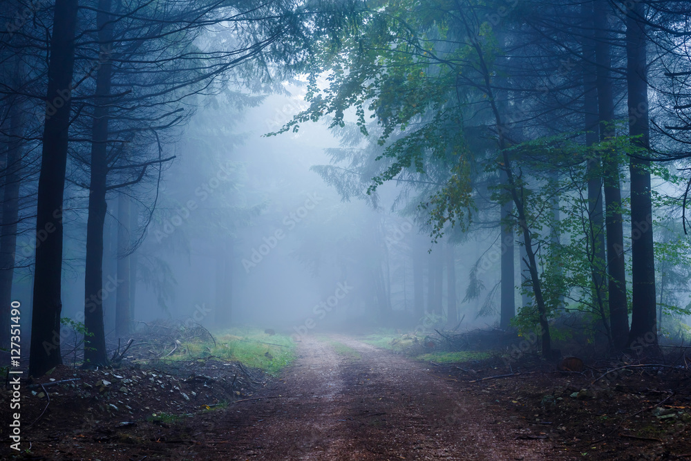 Fototapeta premium Misty Forest in Autumn Time