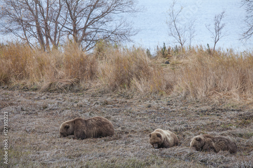 Brown bear on the shore of Kurile Lake © SergeyKrasnoshchokov